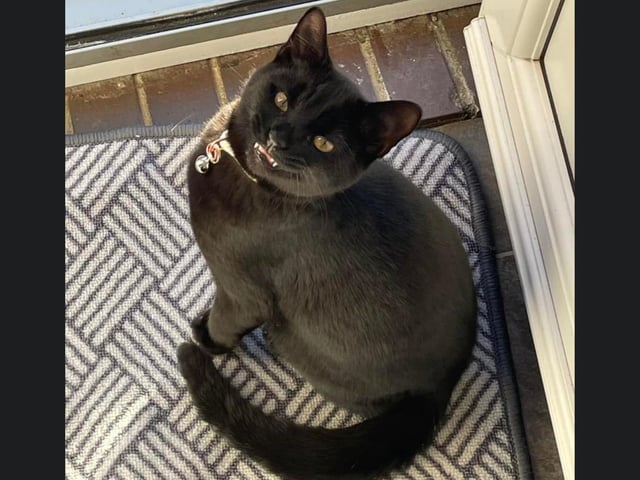 This is Teddy looking lovely.
