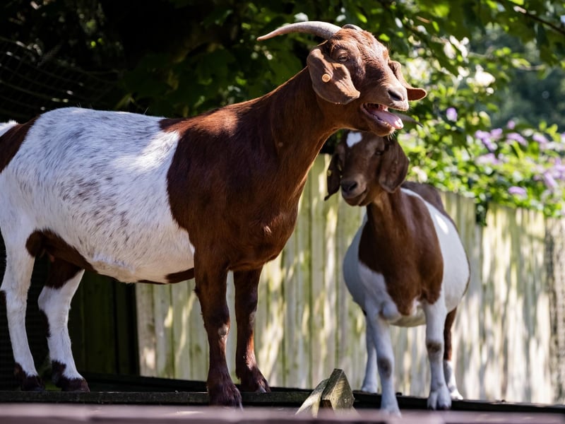 Sewerby is home to several different hoof stock, which includes donkeys, llamas, alpacas, goats and sheep.
