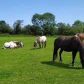 Established in 1990, the Animal Hostel Trust is situated on the outskirts of Scarborough.