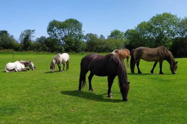 Established in 1990, the Animal Hostel Trust is situated on the outskirts of Scarborough.