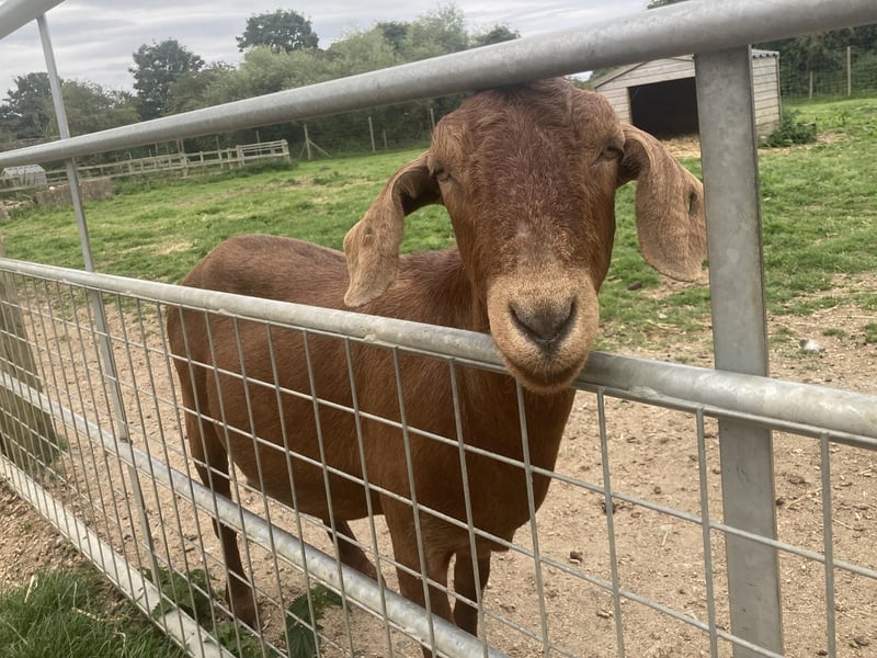 A friendly Boer Goat saying hello!