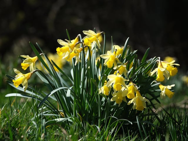 Daffodils on the Farndale Daffodil walk