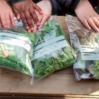 Early Years settings across Scarborough to benefit from new growing and healthy living programme