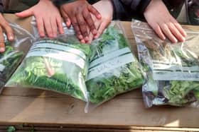 The project aims to give young children hands-on experiences of growing food.