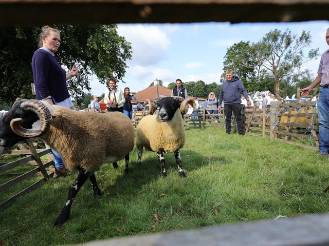 Sheep on display in the ring.