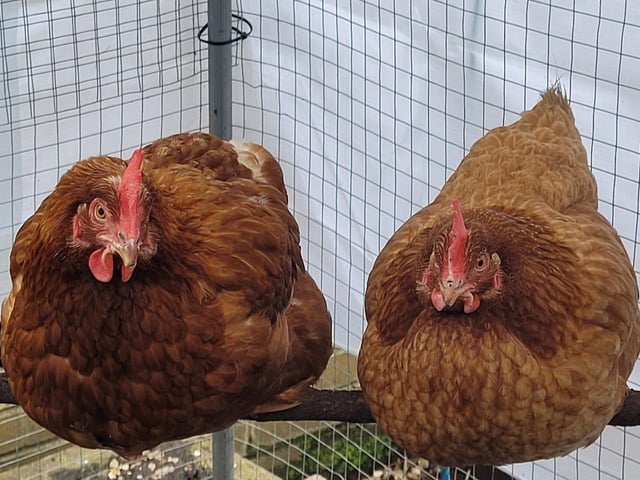 Here's Sage and Onion, a cute par of chickens from Bridlington.