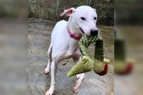 Casper is a three-year-old Lurcher. He loves to play and is very sociable with people but not with other dogs. Casper has been a working dog and needs people who are very familiar with lurcher behaviour. He would not be suitable in a house with cats or other small dogs or animals or small children.  Casper is a big lad and needs strong and fit owners. Call Bob for further information on 01947 810787.