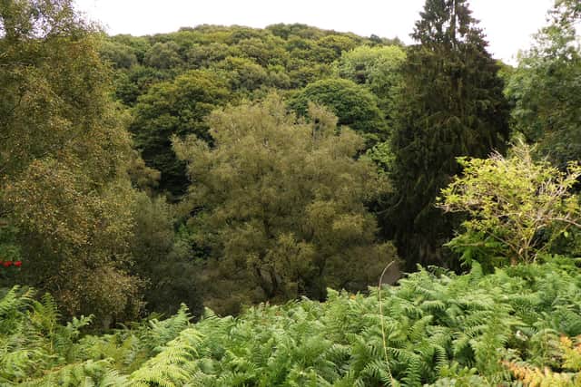 Looking back to Garbutt Wood.