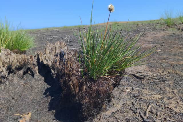 Hare’s tail cotton grass tussocks vibrant in the otherwise reduced vegetation, a survivor of the fire. image: FMESS