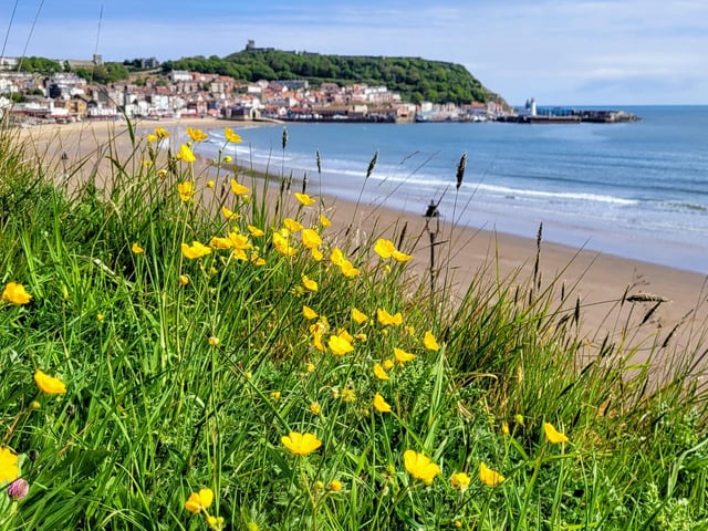 Scarborough wildflowers looking lovely in the sun!