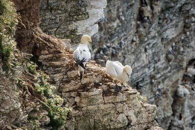This gannet pair were photographed on a rather precarious cliff face.