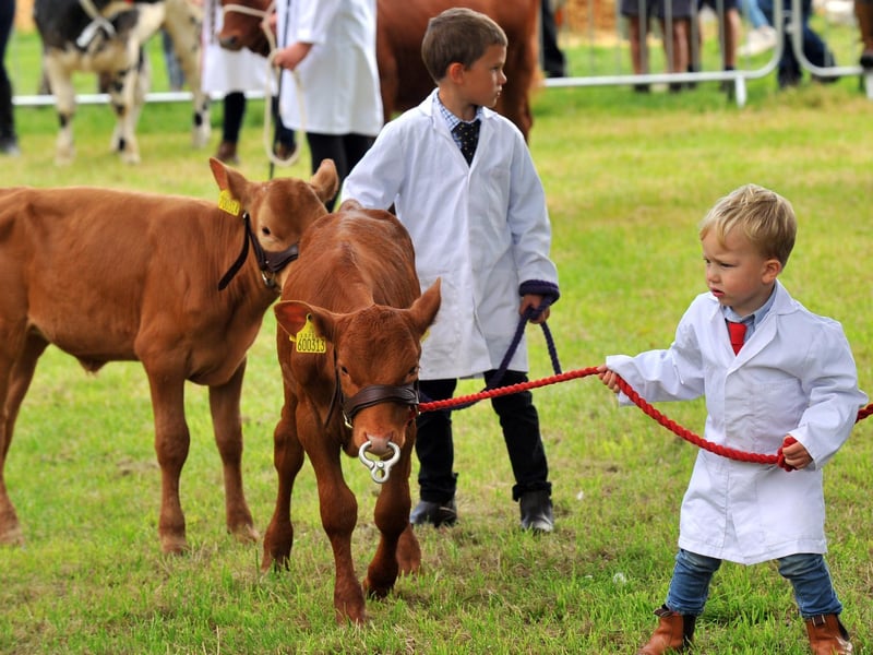 Thornton Le Dale show 2019; George Barker, three, from Kirkbymoorside leading a beef shorthorn calf around the ring in the young handlers calf class.