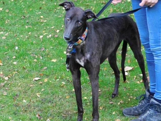 Dora is a four-year-old Greyhound who came to the centre via an inspector after her needs were not getting met, she was extremely underweight and in a really sad state. Dora will need an understanding family who will help her adjust to family life, she will make a really lovely addition to the family. Dora is suitable to live with other greyhounds and large dogs and suitable to live with children aged 13 years and over. Call the dog coordinator on 07939 247202 for more information. Dora is being cared for in kennels at the RSPCA York Animal Home.