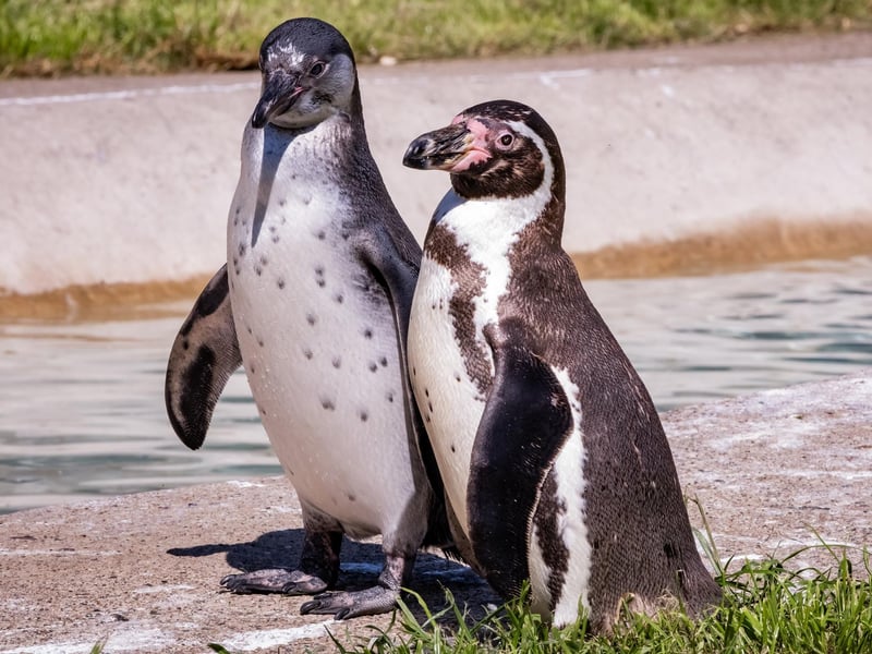 Penguins Crackle and Pickle getting warm after a dip in the water.