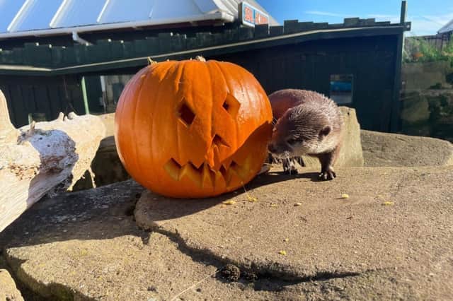 SEA LIFE centres up and down the country are ensuring its animals don’t miss out on the spooktacular celebrations.