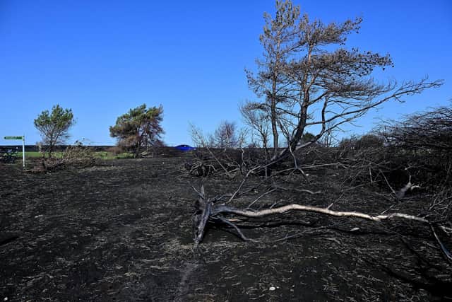 The Moors fire aftermath near the Ruswarp turn-off. Photo: Richard Ponter