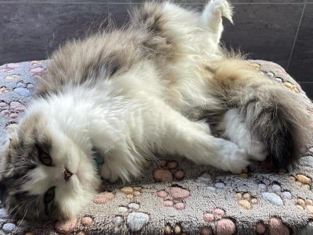 This gorgeous fluffy cat in Scarborough is called Milo.
