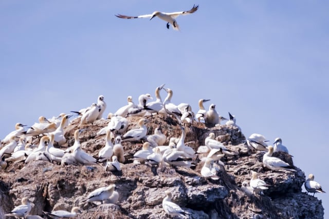 Gannets crowding the cliffs during their breeding season.