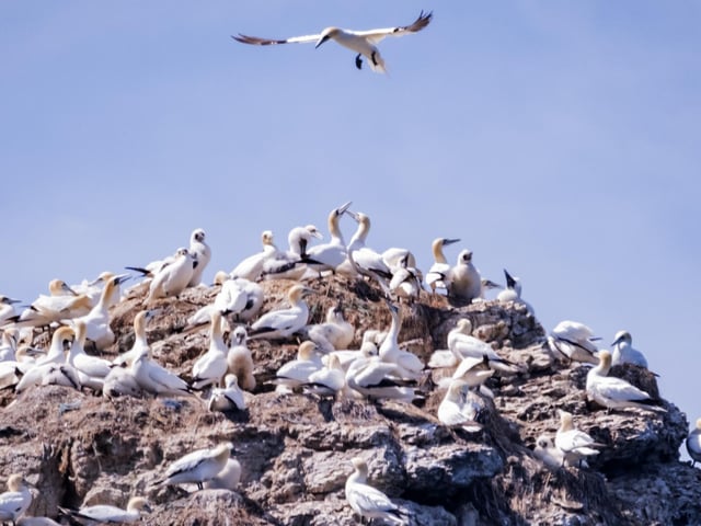 Gannets crowding the cliffs during their breeding season.