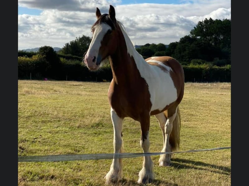 Here is the Majestic Jack from Scarborough.