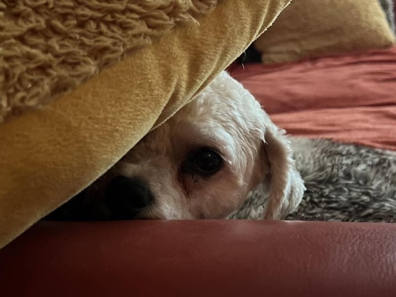 This cheeky pup is peeking behind a cushion.