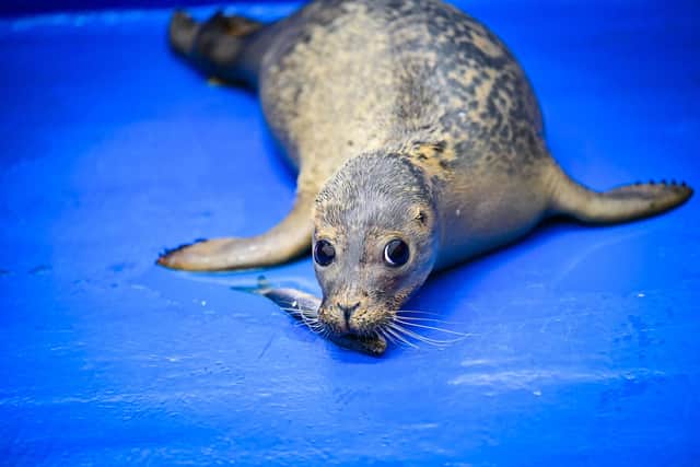 The young seal, whose favourite food is herring, continues to receive care as she recuperates.