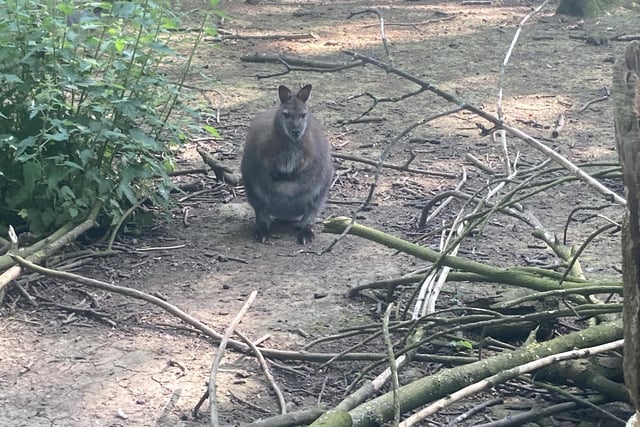 Bridlington Animal Park offers an 'Australian Walkabout' section, where visitors can walk through an enclosure with Wallabies and other animals.