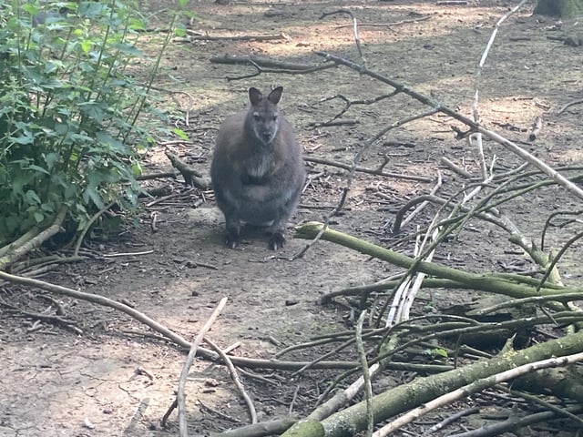 Bridlington Animal Park offers an 'Australian Walkabout' section, where visitors can walk through an enclosure with Wallabies and other animals.