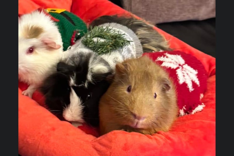 This Whitby reader submitted a photo of their very cute Guinea Pigs who look very cozy in their Christmas jumpers.