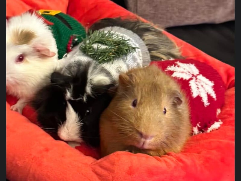 This Whitby reader submitted a photo of their very cute Guinea Pigs who look very cozy in their Christmas jumpers.