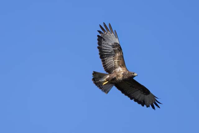 Buzzards are legally protected by the Wildlife and Countryside Act 198. Photo courtesy of ournature_is_amazing/Shutterstock.