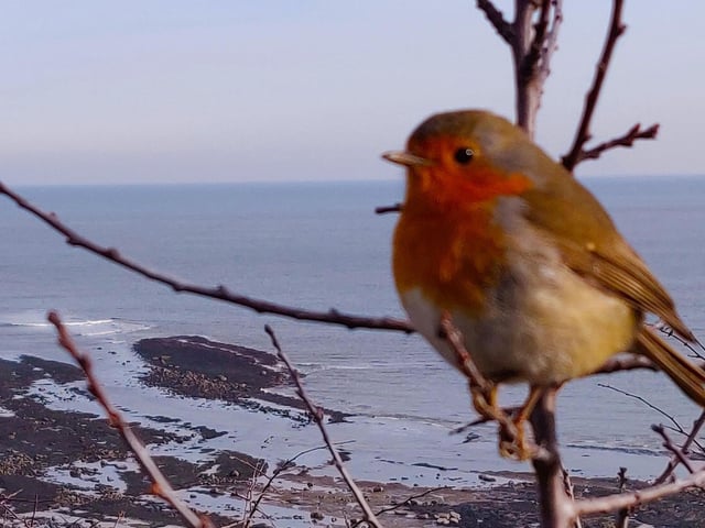 A robin at Robin Hood's Bay, by Gerald Dennett.