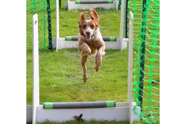 Sewerby Hall's first Canine Carnival has raised £1300  for Jerry Green Dog Rescue.