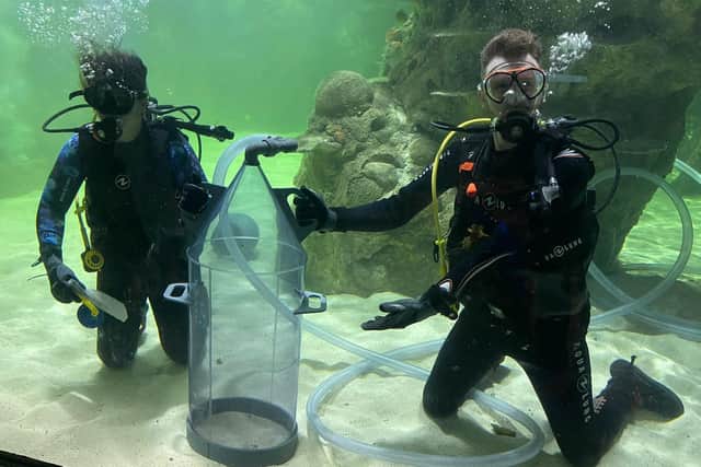 Vacuuming the bottom of the tank