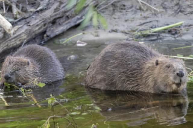 Flamingo Land has created the Yorkshire Beaver Facility, one of only a few specialised facilities for beavers in the UK. Photo courtesy of Elliot McCandless