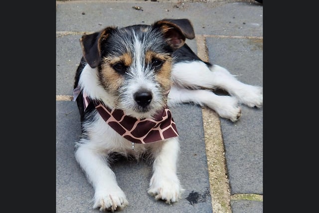 This is Ziggy, looking very cute in their giraffe print bandanna.