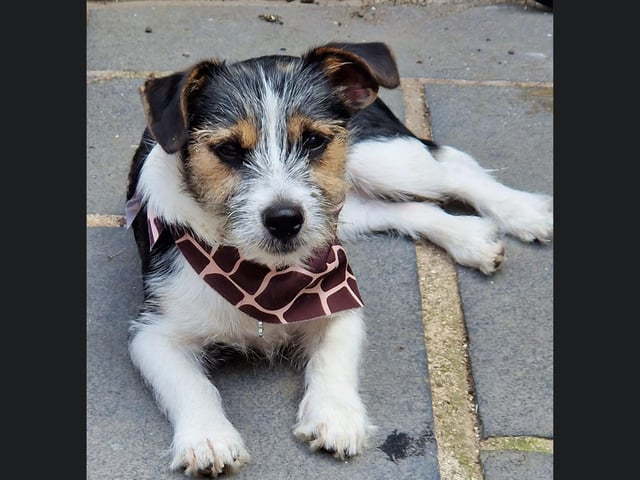 This is Ziggy, looking very cute in their giraffe print bandanna.