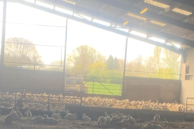 The Mathison (Farmers) Leven duck rearing shed.
