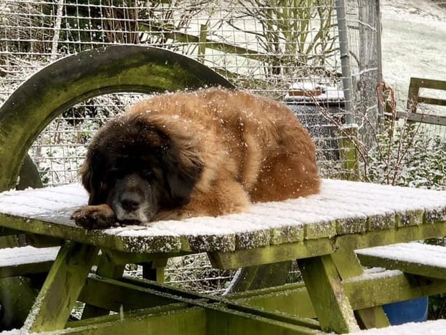 Someone isn't bothered by the snow!
