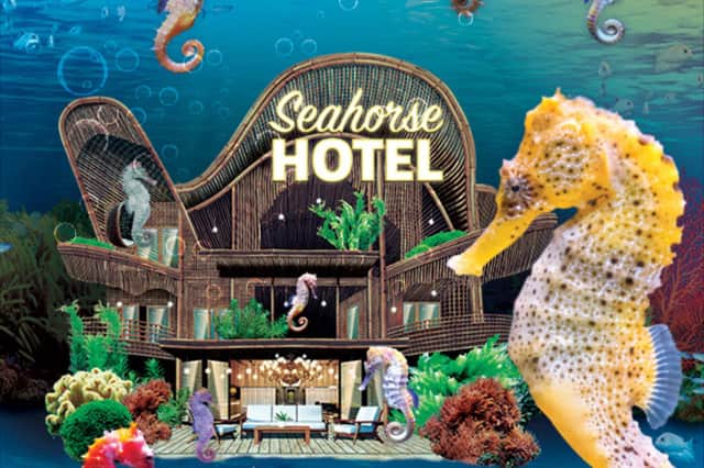 Get ready to discover some of the most unique creatures in the ocean as you’re invited to dive into the Seahorse Hotel at SEA LIFE Scarborough this February half term.