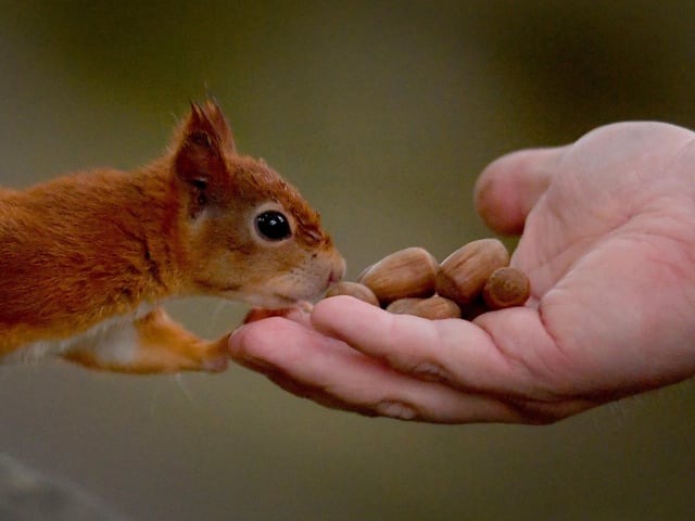 in 2023, the breeding programme was extremely successful, exceeding everyone’s expectations with the birth of 14 new kits at the Arboretum. At the end of last year they began rehoming the kits to sites across the country.