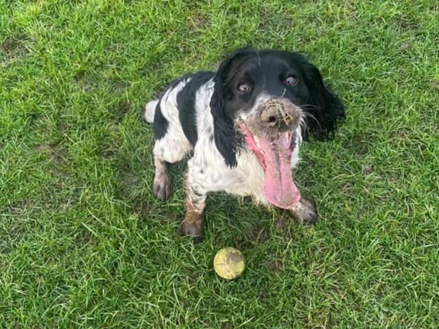 Eddie, submitted by Joanne MacCallaugh.