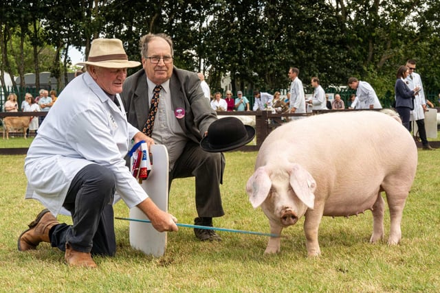 British Lop Liskeard Lulu 59 with handler Julian Collins and judge Martin Snell which was crowned the winner of the Supreme Pig Championship