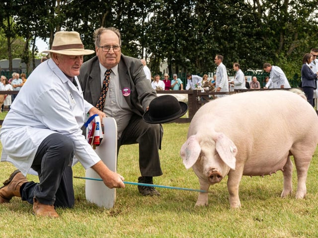 British Lop Liskeard Lulu 59 with handler Julian Collins and judge Martin Snell which was crowned the winner of the Supreme Pig Championship