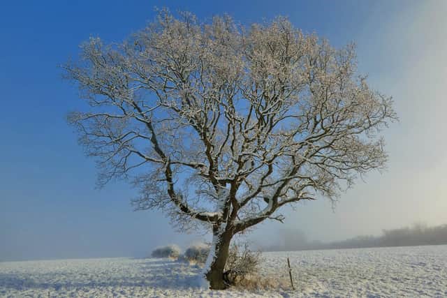 Tree in Danbydale.