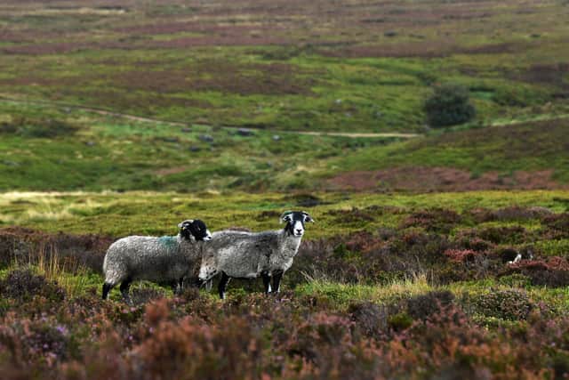 Sheep on Carlesmoor, Nidderdale.