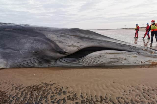 There were many sightings of the whale by local people, who helped by letting the local Coastguard and the BDMLR know about the incident.