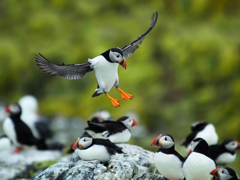 Puffins, also known as ‘sea parrots’, are one of the UK's most recognisable birds. These quirky black and white birds have bright orange legs and webbed feet, with a chunky, colourful blue, red and yellow bill which is brightest at this time of year.
