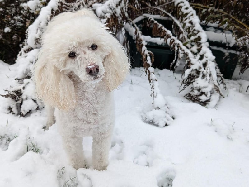 Snow princess