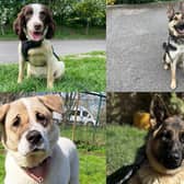 We take a look at 14 adorable dogs available for adoption and looking for their forever home at the RSPCA York, Harrogate and District branch